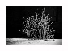 The Cherry Orchard / *********