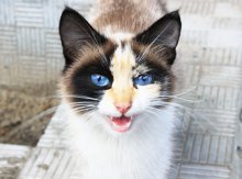Condo alley cat with / ***