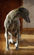 Loneliness (Socrates) / Whippet