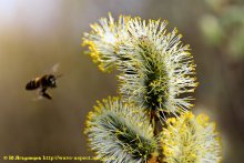 Pussy-willow / ***