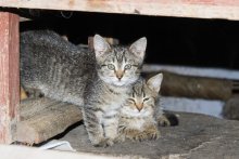 Basement kittens / ***