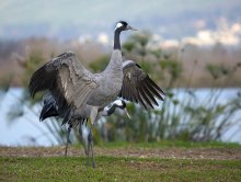 Dance of Cranes / ***