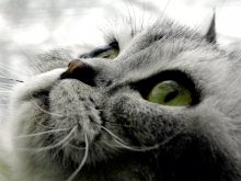 Cat in the window / ***