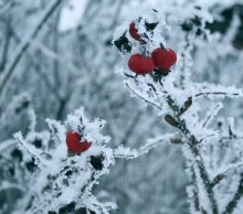 spiny red winter / ***