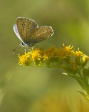 Copper-butterfly / ***