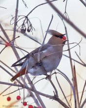 Waxwing / ***