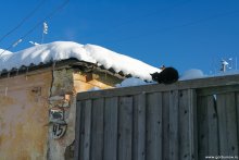 Live to see the spring / ***