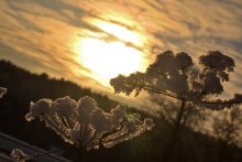 winter morning / )))