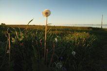 Dandelions / ***