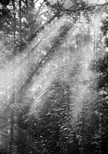 see the light / *****