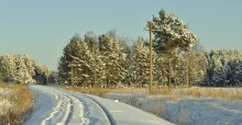 The road to the depths of the forest / ..........