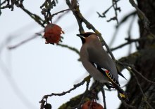 Lunch waxwings / ***