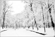 In a wild pond / ***