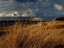 Grass near the sea / ***