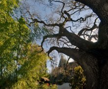 Japanese garden / Hakone Gardens
21000 Big Basin Way
Saratoga, CA 95070