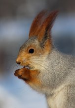Squirrel in winter coat / ---