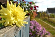 piece of summer / ***