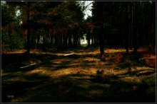 Night in the woods / ***