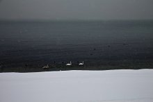 Three swans and snow / ***