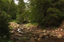 Carpathian jungle / *****