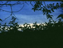 nettle / ***
