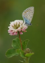 Copper-butterfly / ***