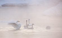 Swan Kamchatka / ***