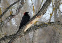 Black woodpecker / ***