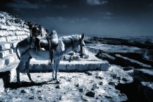 Donkey in the desert / ***