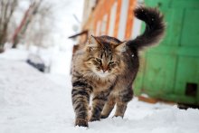 Cat who walks by himself / ***