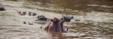 Behemoth gaped bread asks hippo / ***