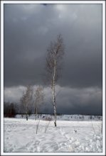 White birch, a friend ... / ***