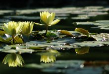 Yellow water lilies / ---