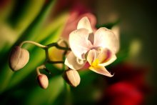 orchid / ...