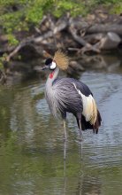 Crowned Crane / ***