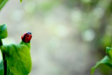 ladybird / ***