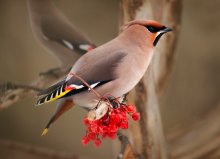 Waxwings flew / ***