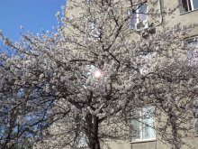 Apricot blossoms / ***