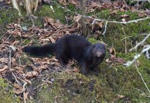 Mink / ***