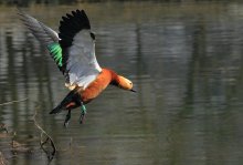 Landing / ***