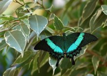 Sailboat Palinuro / Papilio palinurus