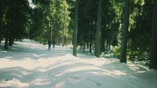 Alex and Bob in the woods / ***
