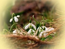 snowdrop / ***