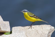 Yellow Wagtail / ***