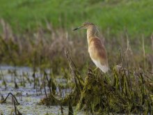 Possession yellow heron / ***