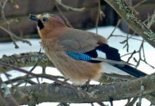 Jay with seeds / ***