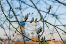 Fan the willow / ***