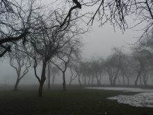 Spring fog in the old park ... / ***