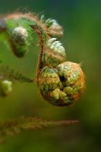 Fern &quot;wakes up&quot; ... / ***