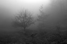 "I know that in the fog ..." / ***